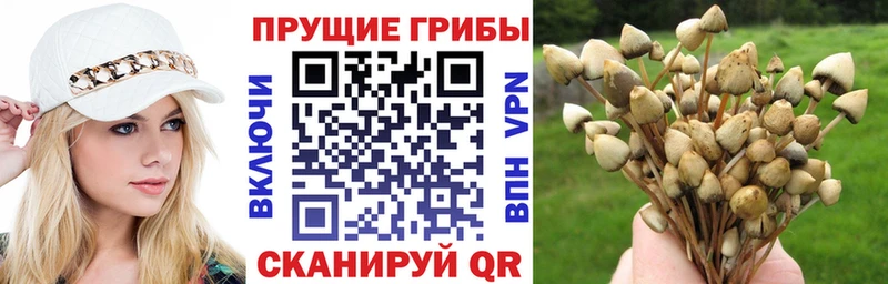 Псилоцибиновые грибы Cubensis  что такое   Талдом 